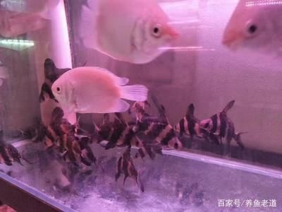 養(yǎng)在魚缸里的魚說說（養(yǎng)在魚缸里的魚說說，養(yǎng)魚的樂趣）