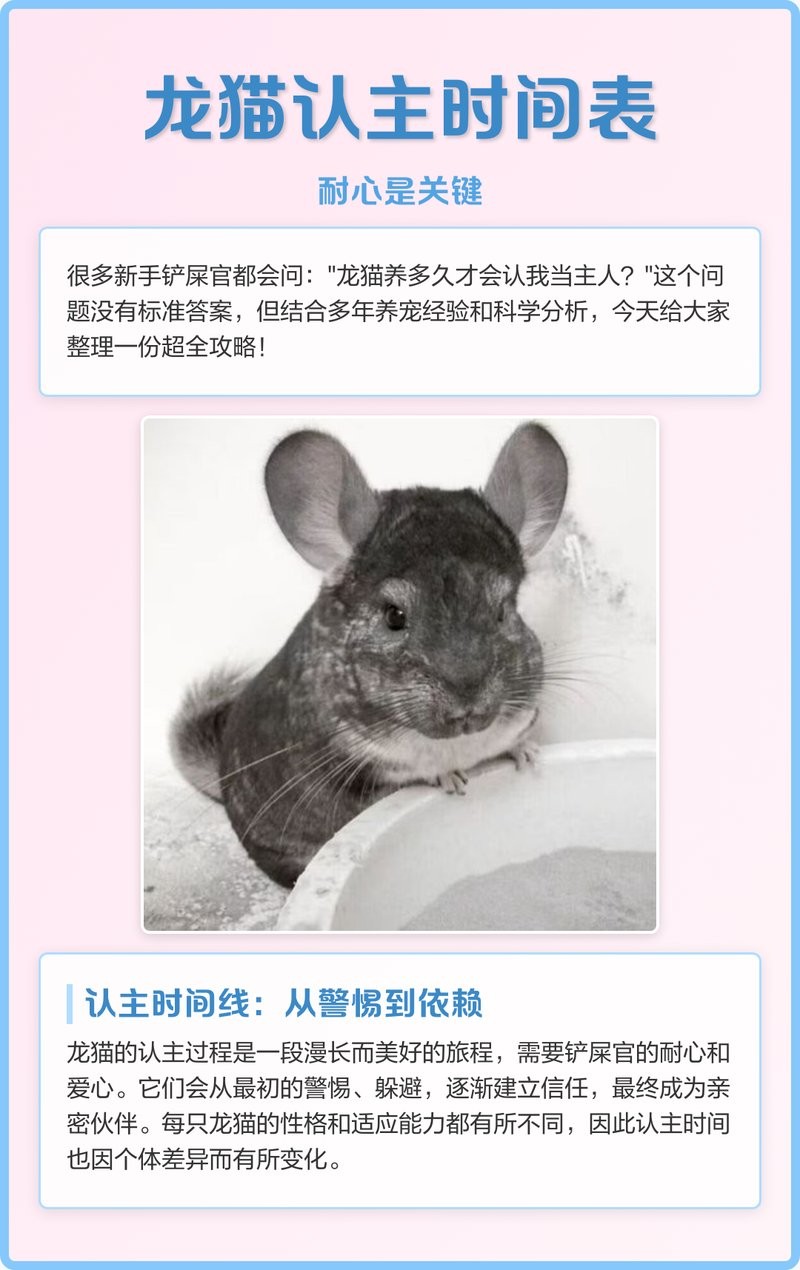 龍貓一天互動多久合適？