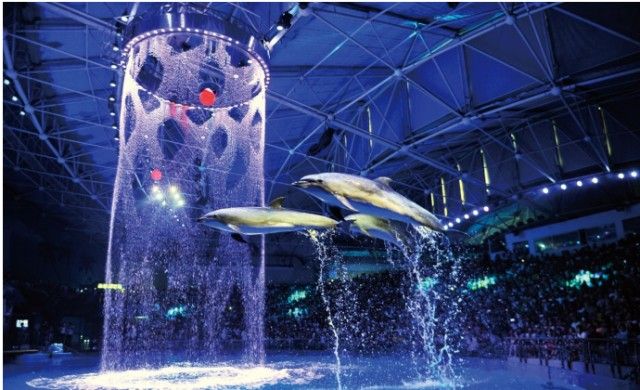 祥龍水族館品牌故事介紹:祥龍水族館品牌發(fā)展歷程 龍魚(yú)百科 第4張 祥龍水族館品牌故事介紹:祥龍水族館品牌發(fā)展歷程 祥龍水族館品牌故事介紹:祥龍水族館品牌發(fā)展歷程 龍魚(yú)百科 第4張