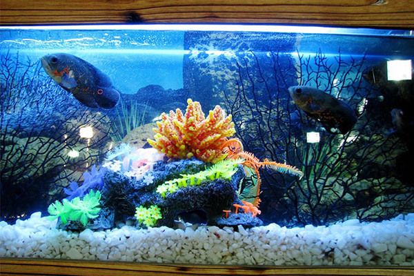 森森魚缸視頻教程：如何制作和護(hù)理一個健康、美麗的水族箱