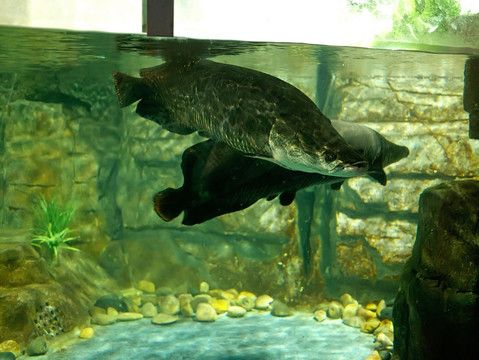 海象魚的飼養方法：如何科學喂養海象魚