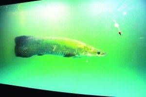 海象魚的飼養方法：如何科學喂養海象魚
