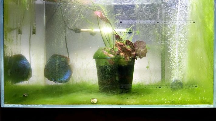魚缸一個(gè)月不換水可以嗎，如何維護(hù)魚缸過濾系統(tǒng)魚缸水質(zhì)惡化的跡象