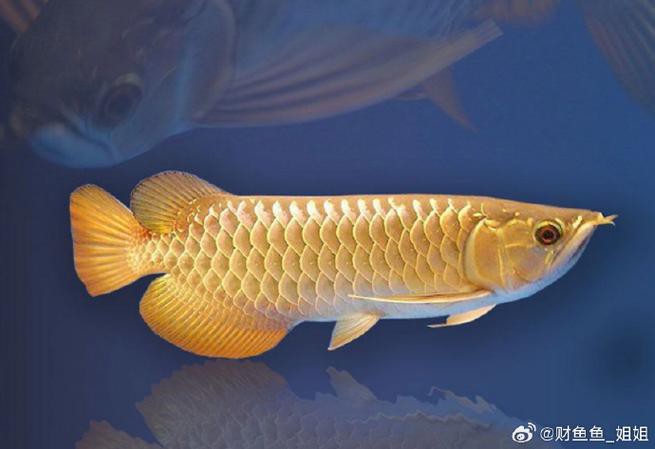 金龍魚標本圖片大全