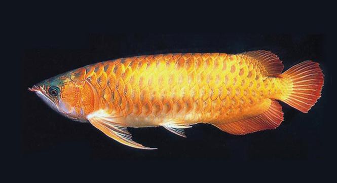 金龍魚標本圖片大全