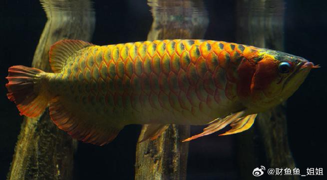 金龍魚標本圖片大全