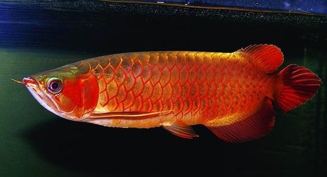 金龍魚標本圖片大全