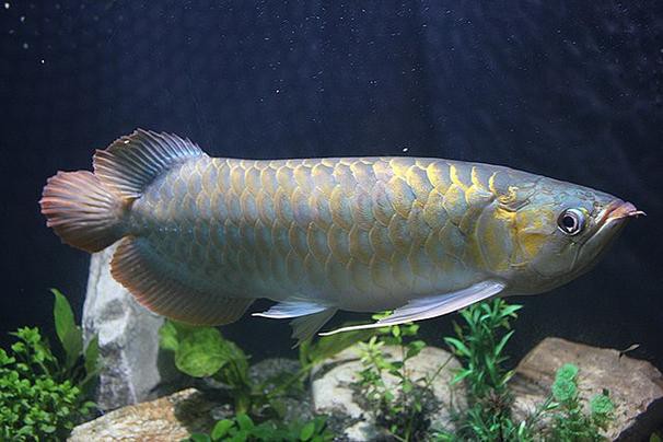 金龍魚標(biāo)本圖片大全