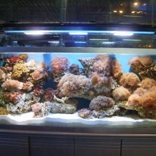 廣州特色水族店巡禮廣州特色水族店巡禮廣州特色水族店：廣州有哪些特色水族店？