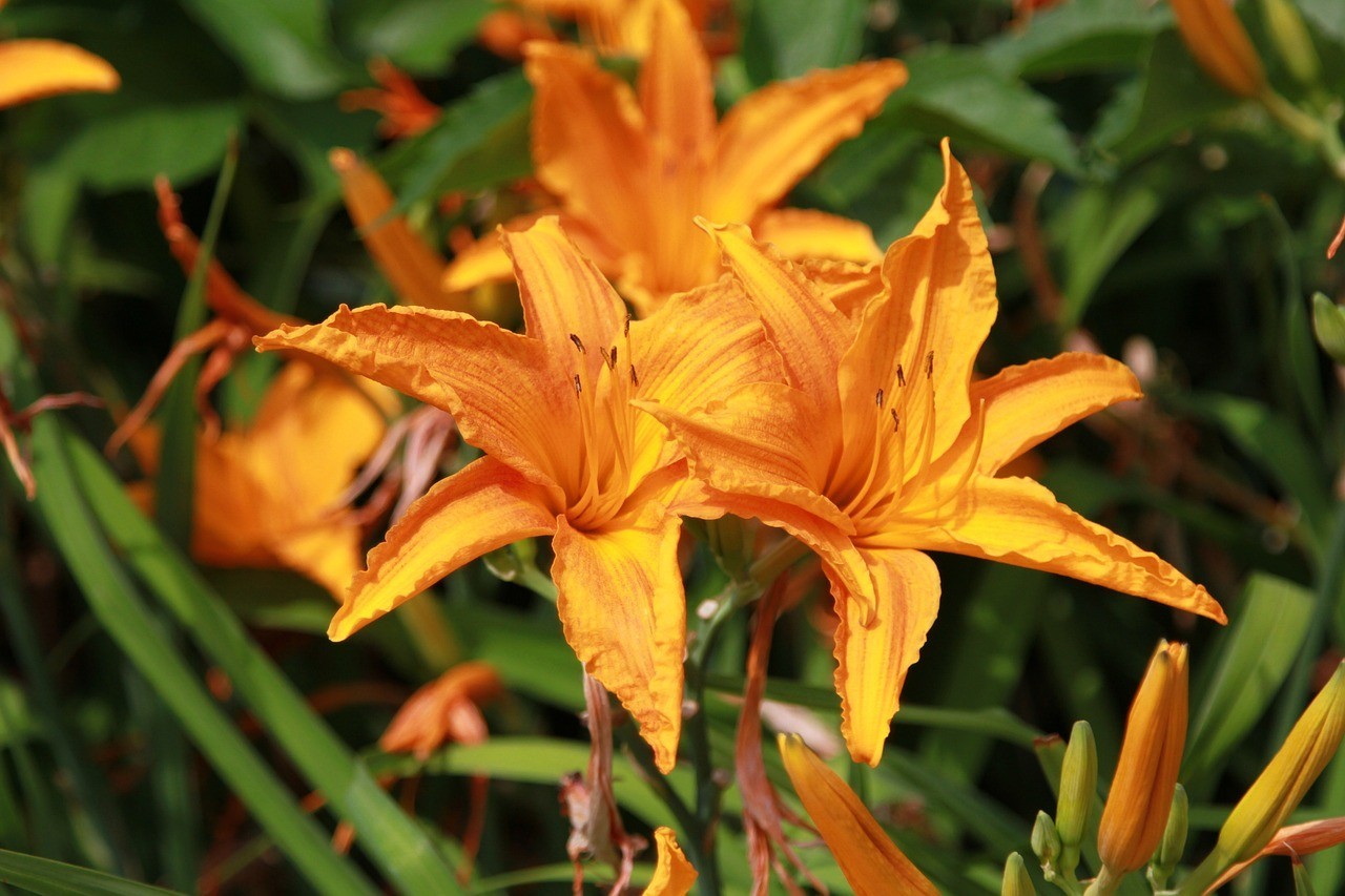 遼陽市白塔區(qū)博雅花卉經(jīng)銷處（遼陽市白塔區(qū)博雅花卉經(jīng)銷處電話）