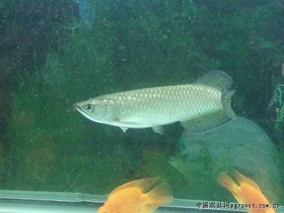 南關區波濤水族館