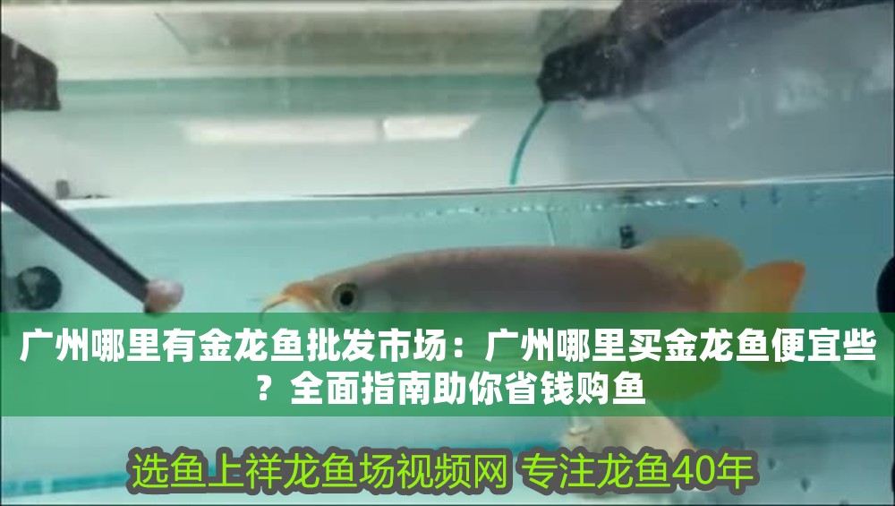 廣州哪里有金龍魚批發市場：廣州哪里買金龍魚便宜些？全面指南助你省錢購魚