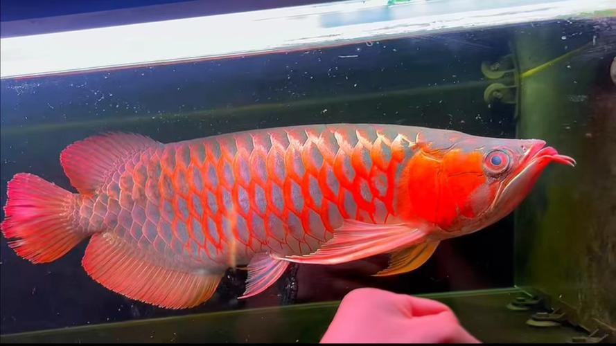 頂級紅龍魚品牌有哪些品種圖片大全集