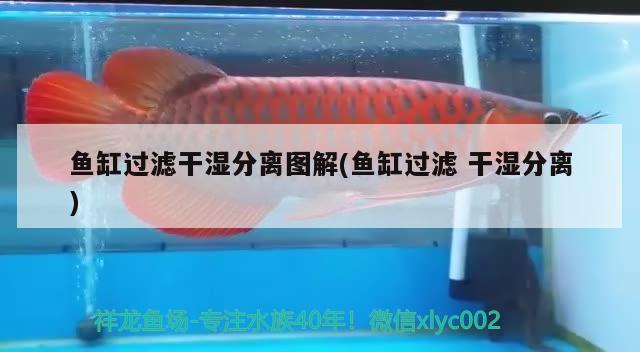 棲霞金澎湃水族店：打造專業水族領域的一站式服務 棲霞金澎湃水族店：打造專業水族領域的一站式服務 全國水族館企業名錄 第2張