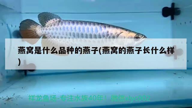 棲霞金澎湃水族店：打造專業水族領域的一站式服務 棲霞金澎湃水族店：打造專業水族領域的一站式服務 全國水族館企業名錄 第1張