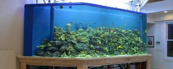 魚缸清潔的科學原理是保持水質清澈、魚兒健康的關鍵步驟：如何清理魚缸？