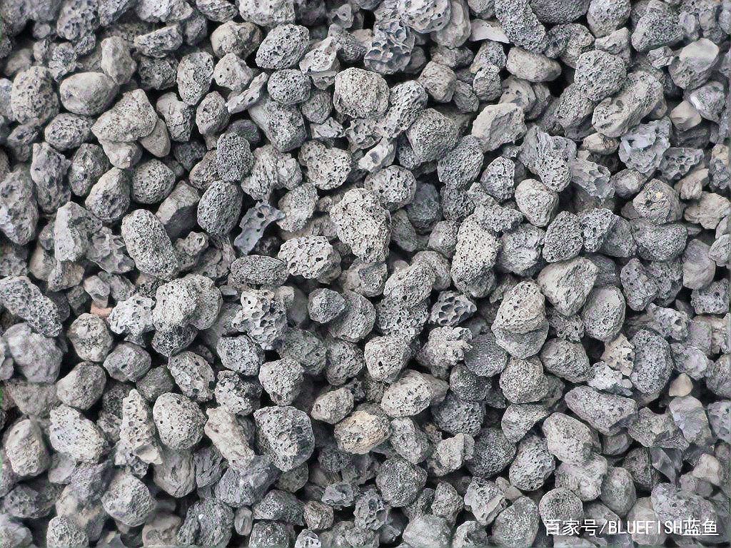 藍(lán)底過背金龍需要什么樣的過濾系統(tǒng)？