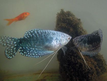 成年龍魚喂食：成年龍魚喂食的一些關鍵信息