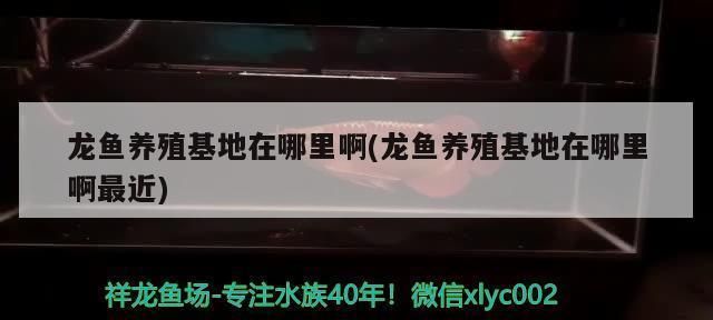 國內龍魚養殖基地在哪里啊多少錢，國內部分龍魚養殖基地價格