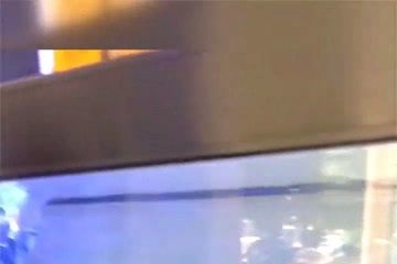 薩伊藍和龍魚混養的狀態