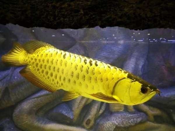 龍魚入新缸沉頭能治愈嗎（龍魚入新缸后出現沉頭怎么辦）