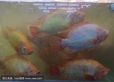 金龍魚最高價格有多少錢一條：金龍魚養殖成本分析