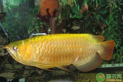 金龍魚最高價格有多少錢一條：金龍魚養殖成本分析