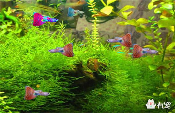 熱帶魚魚缸布景圖片（熱帶魚魚缸布景圖片設(shè)計(jì)和元素相關(guān)的圖片資源和圖片資源）