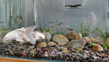 養龍魚魚缸可以放石頭嗎：養龍魚的魚缸可以放石頭嗎