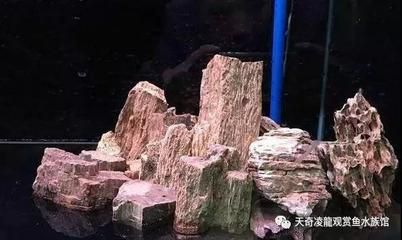 養龍魚魚缸可以放石頭嗎：養龍魚的魚缸可以放石頭嗎