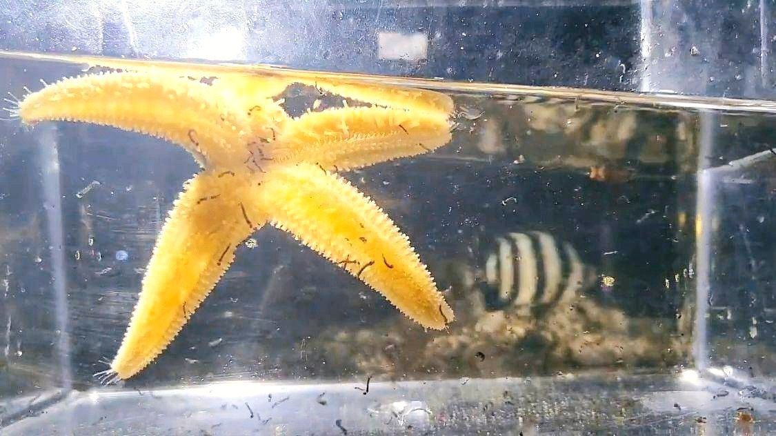 海星魚缸是一種適合養(yǎng)殖海星的容器，揭秘海星魚缸的養(yǎng)殖建議：揭秘海星魚缸與淡水養(yǎng)殖