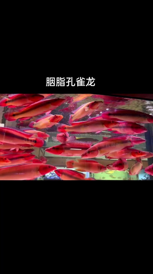 胭脂孔雀龍魚能養(yǎng)多大