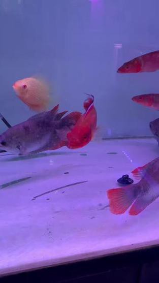 胭脂孔雀龍魚能養多大