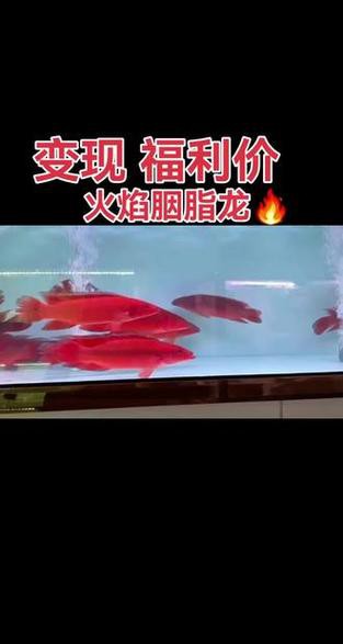 胭脂孔雀龍魚能養多大