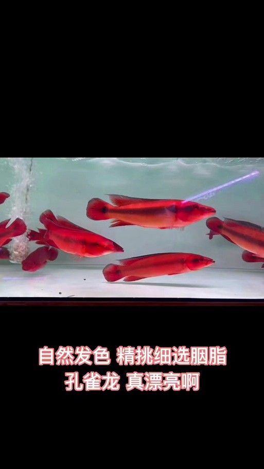 胭脂孔雀龍魚能養(yǎng)多大