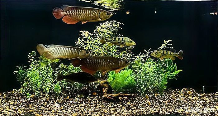 如何選擇龍魚缸的背景材質？