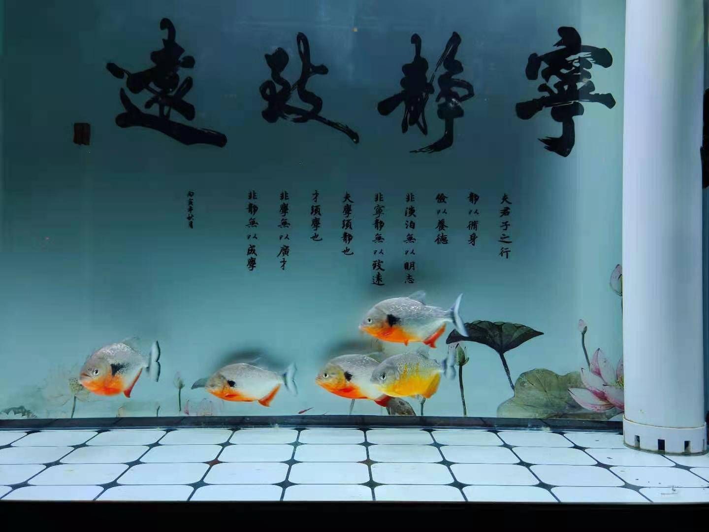 底濾魚缸的水位調節方法：溢流式底濾魚缸及其水位調節方法：底濾魚缸如何調節水位？