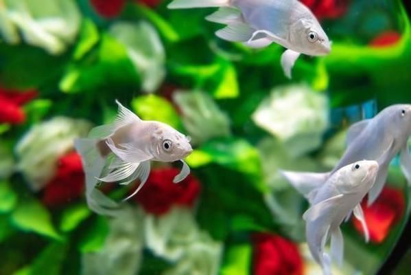 魚缸棉絮狀物：如何預防魚缸中的棉絮狀物