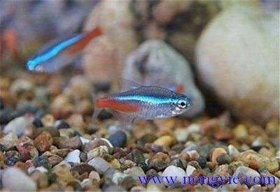 飛鳳魚繁殖技巧：關于飛鳳魚的繁殖技巧