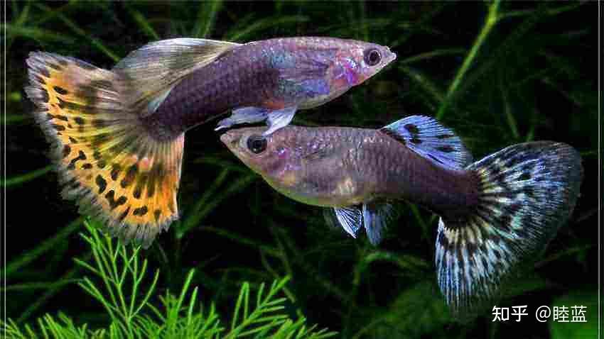 飛鳳魚繁殖技巧：關于飛鳳魚的繁殖技巧