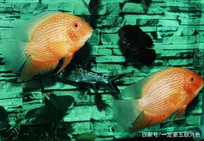 飛鳳魚繁殖技巧：關于飛鳳魚的繁殖技巧