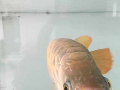 龍魚身上出現(xiàn)白色絮狀物是怎么回事：如何識別龍魚白色絮狀物