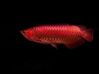 鳳凰紅龍魚底色：關于鳳凰紅龍魚底色的一些信息