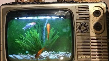 魚缸放在電視旁邊好不好？：電視與魚缸的科學(xué)相處之道