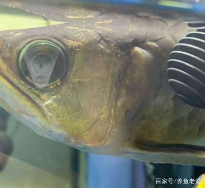 金龍魚眼睛白點是什么品種：金龍魚眼睛上的白點是什么品種