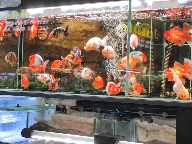 廣州哪里有金龍魚賣呀圖片價格