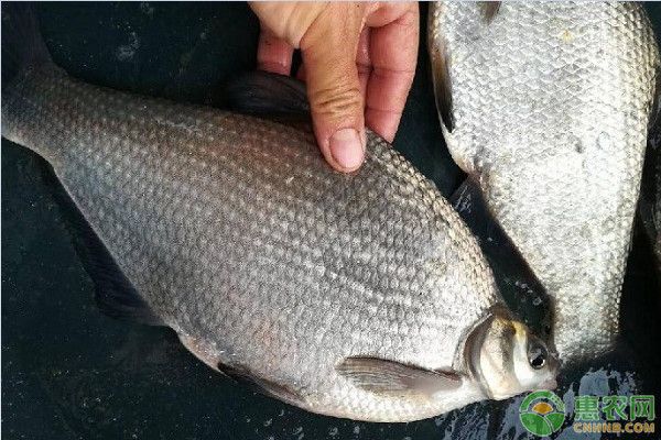 銅川龍魚魚缸：銅川龍魚魚缸，打造家居水族藝術(shù)的完美選擇