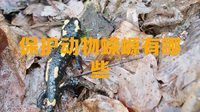 哪些蠑螈品種是保護(hù)動(dòng)物？