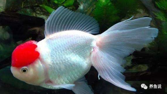 魚缸里面有紅色斑點怎么回事：金魚身上長紅點可能是得了出血病