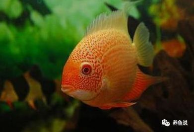 魚缸里面有紅色斑點怎么回事：金魚身上長紅點可能是得了出血病